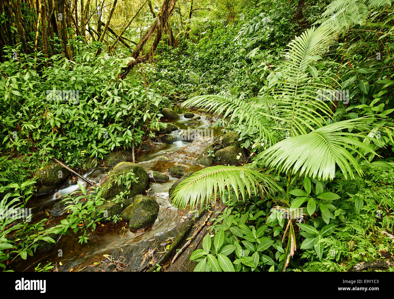 Creek and vegetation, Akaka Falls State Park, Big Island, Hawaii, United States Stock Photo