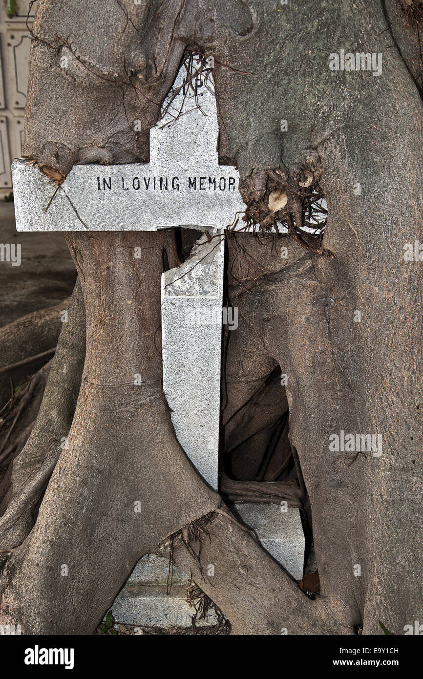 Old cross overgrown by a tree, cemetery of the Archangel Michael