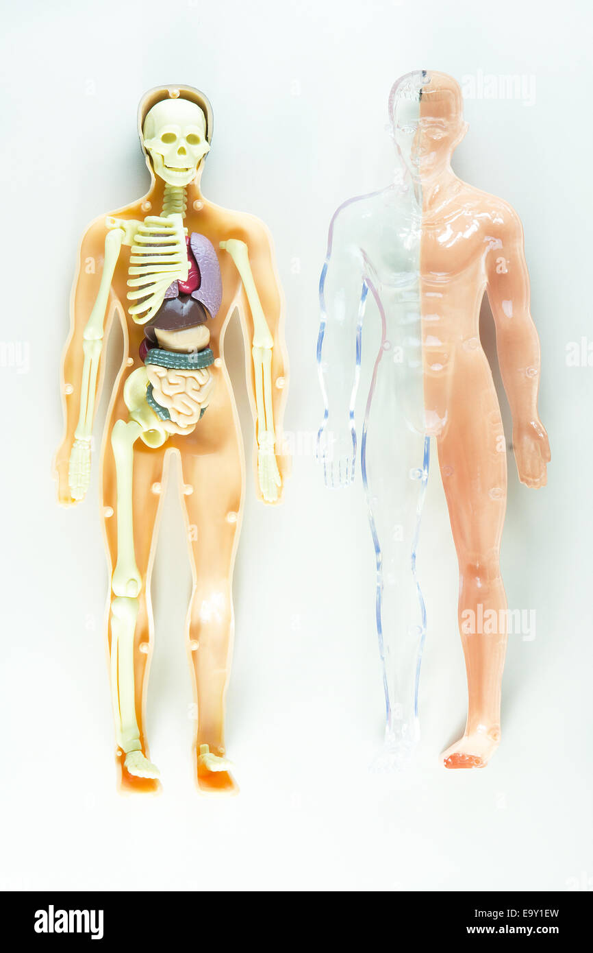 vision of human organs Stock Photo