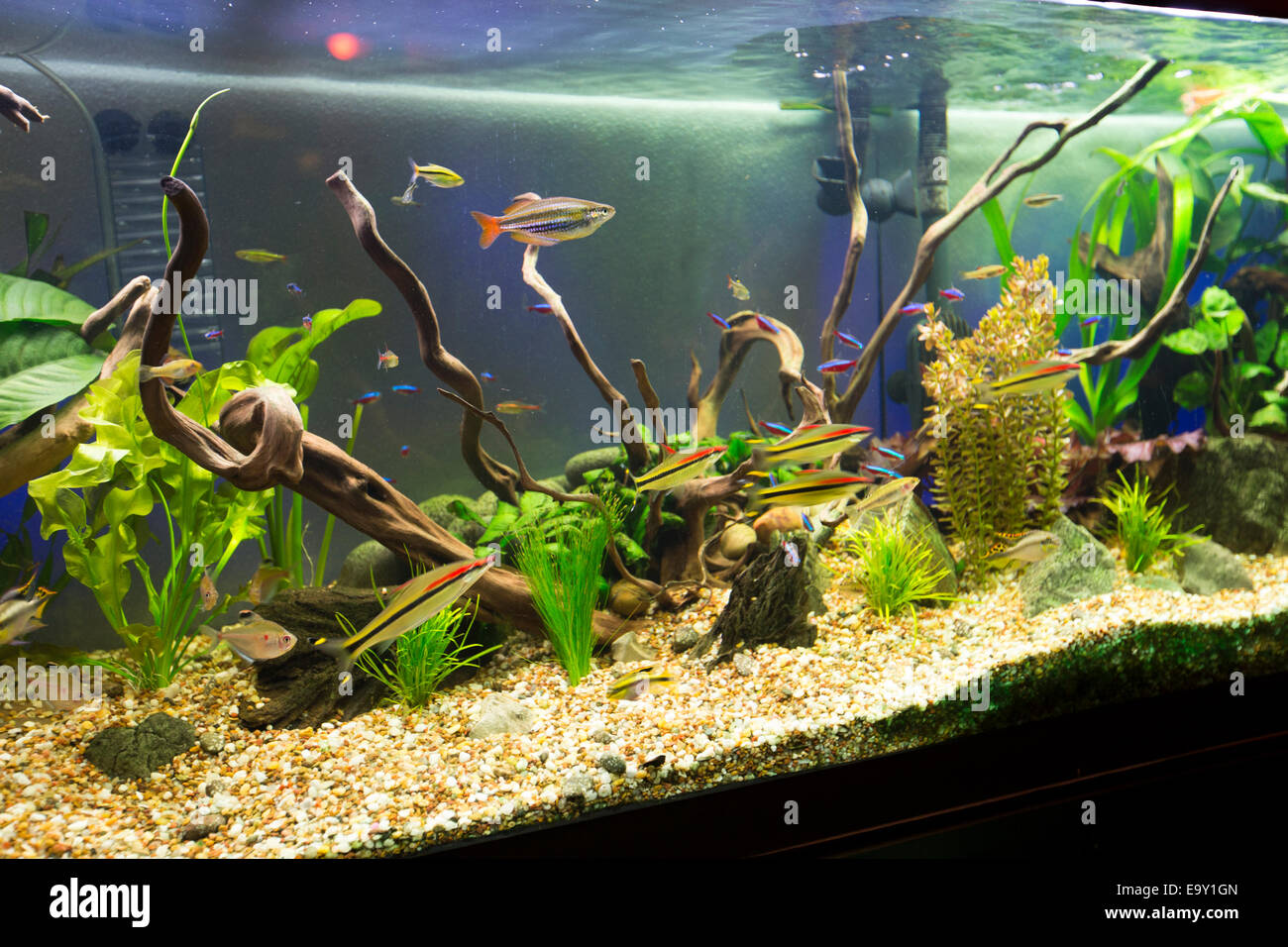 A beautiful planted tropical freshwater aquarium. Stock Photo