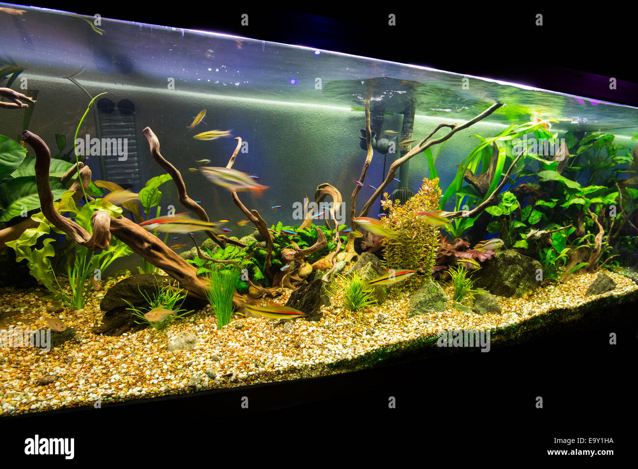 A beautiful planted tropical freshwater aquarium. Stock Photo
