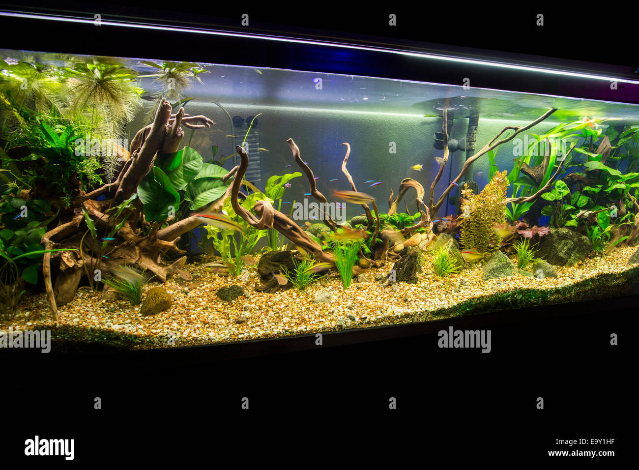 A beautiful planted tropical freshwater aquarium Stock Photo - Alamy