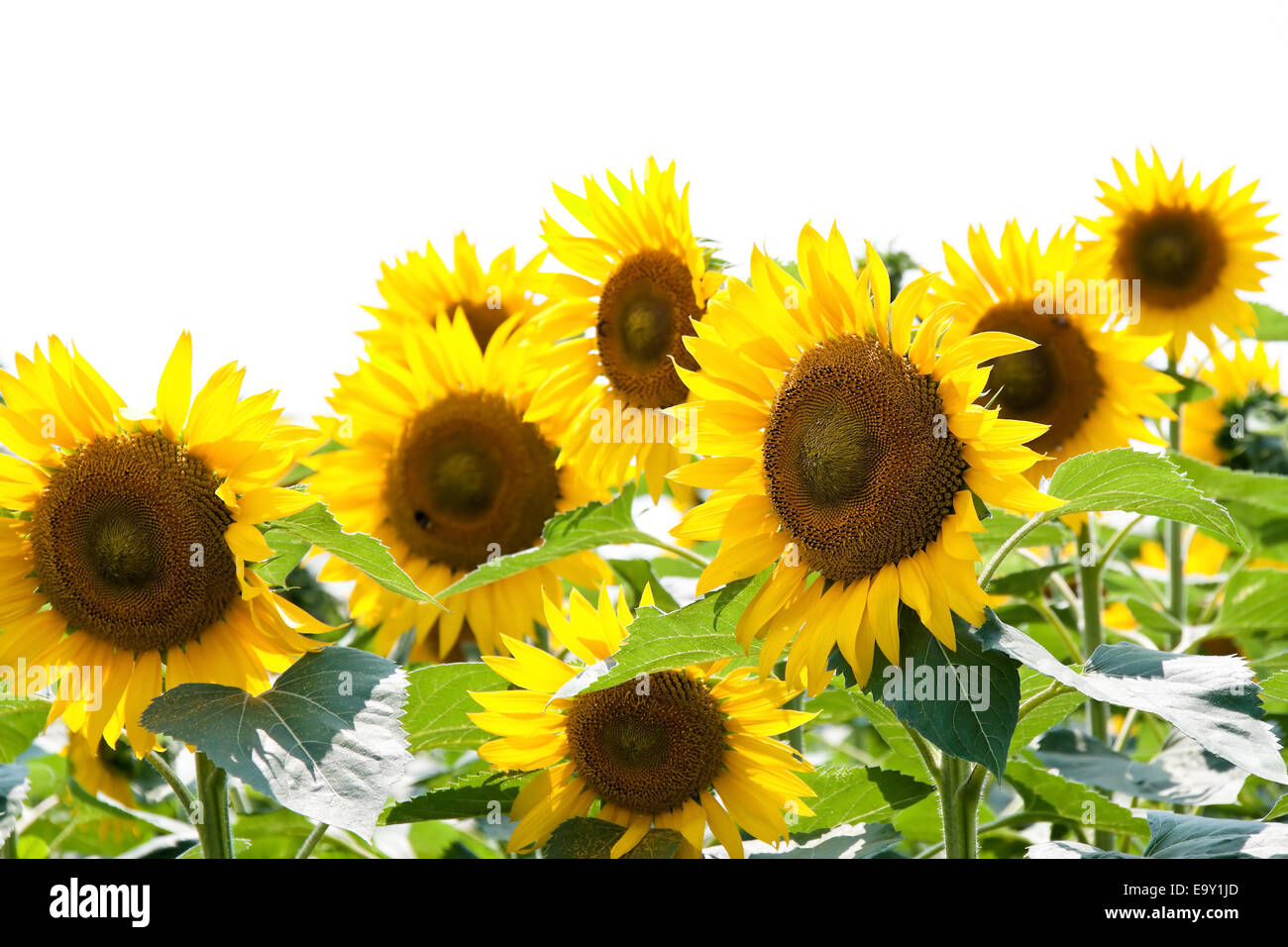 Many bright yellow sunflowers in a field Stock Photo - Alamy