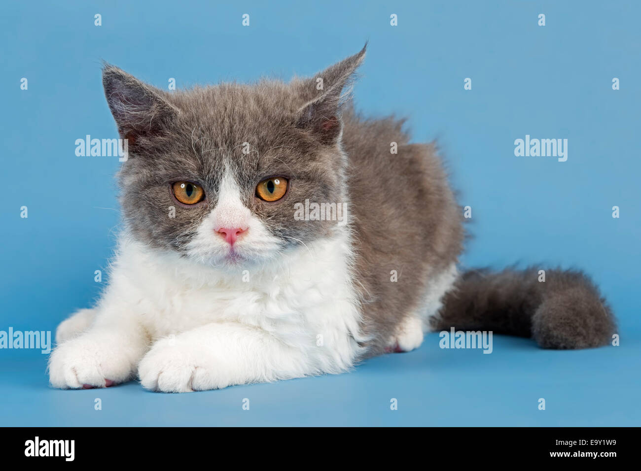 blue selkirk rex