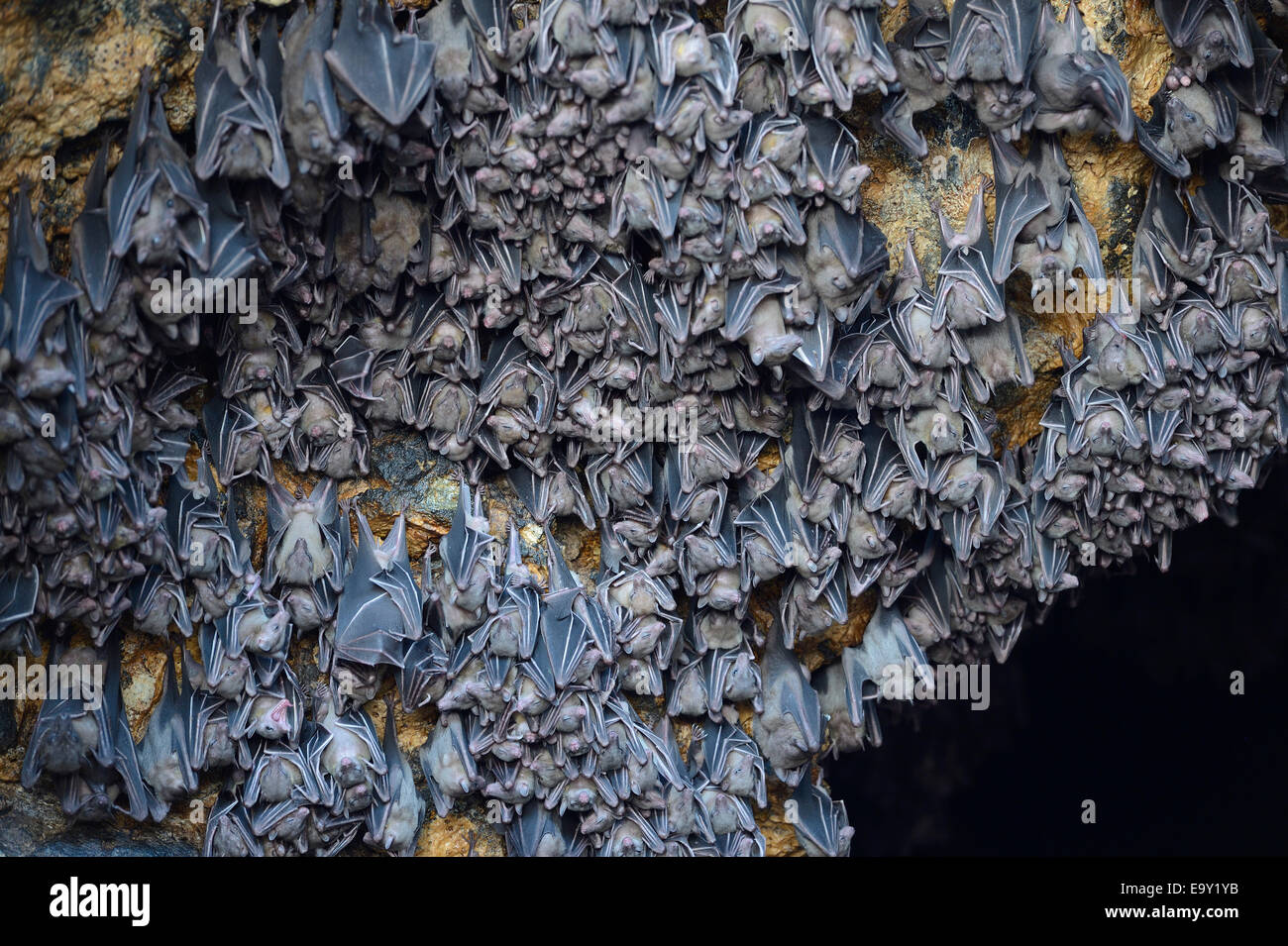 Hundreds of bats in a cave above the altar, Temple of the Bats or Goa Lawah, Bali, Indonesia Stock Photo