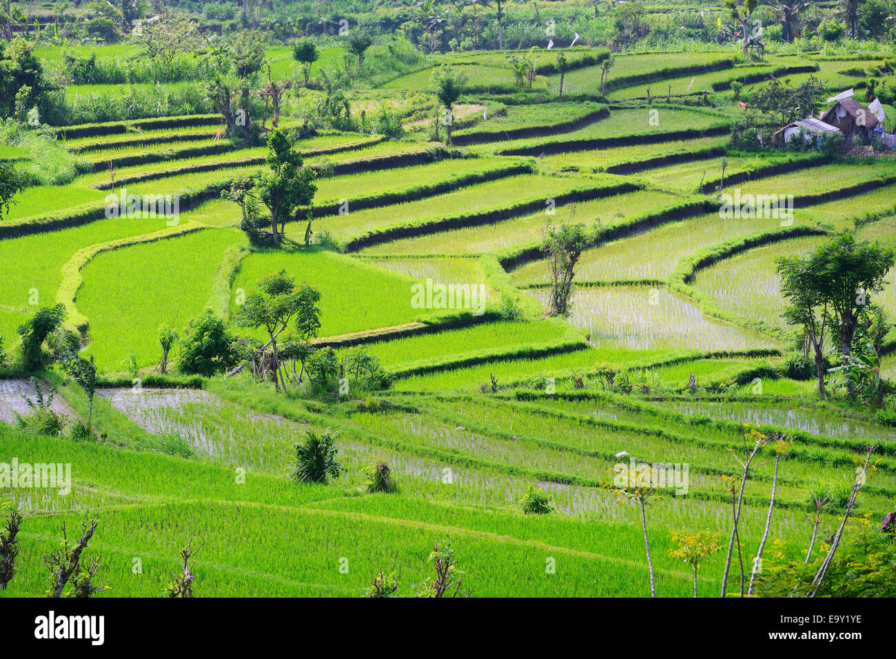 Rice paddies and rice terraces, Bali, Indonesia Stock Photo