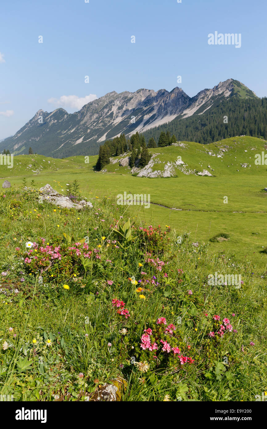 Hairy Alpenrose (Rhododendron hirsutum), Laguz Alps with Breithorn Mountain, Großes Walsertal Biosphere Park, Vorarlberg Stock Photo