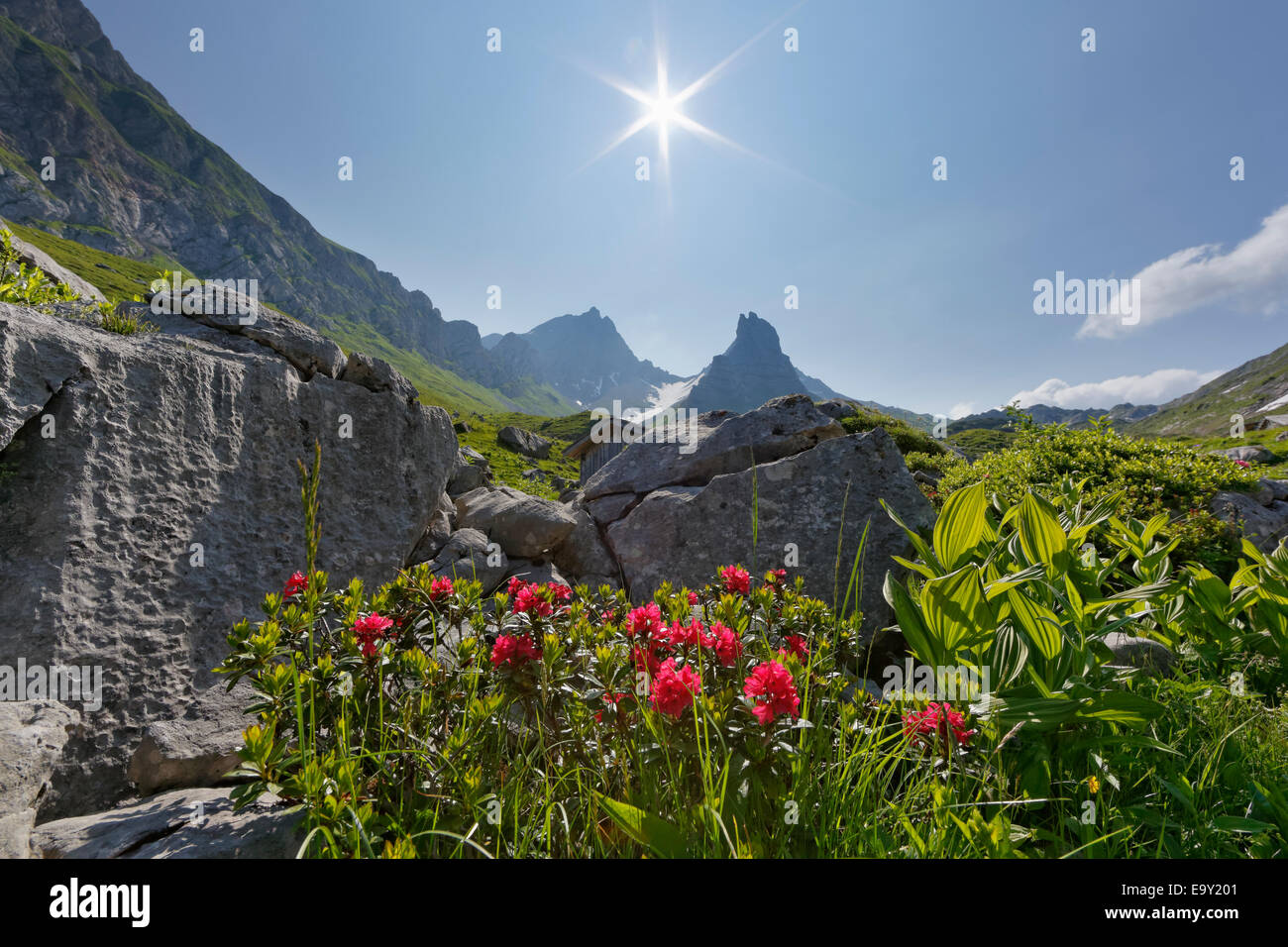 Hairy Alpenrose (Rhododendron hirsutum), Upper Laguz Alps, Rote Wand Mountain, Großes Walsertal Biosphere Park, Vorarlberg Stock Photo