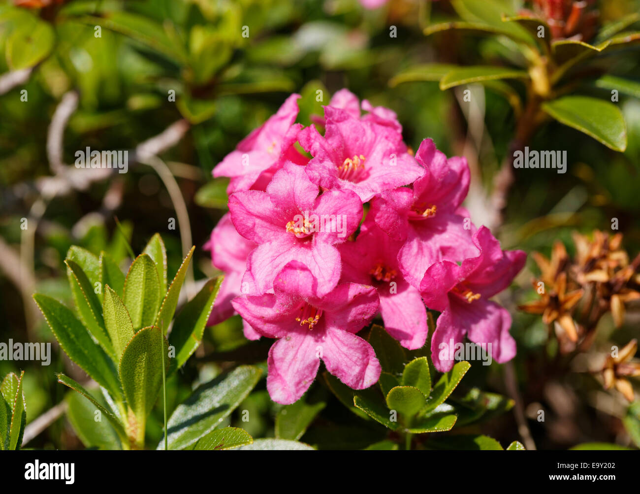 Hairy Alpenrose (Rhododendron hirsutum), Großes Walsertal Biosphere Park, Vorarlberg, Austria Stock Photo