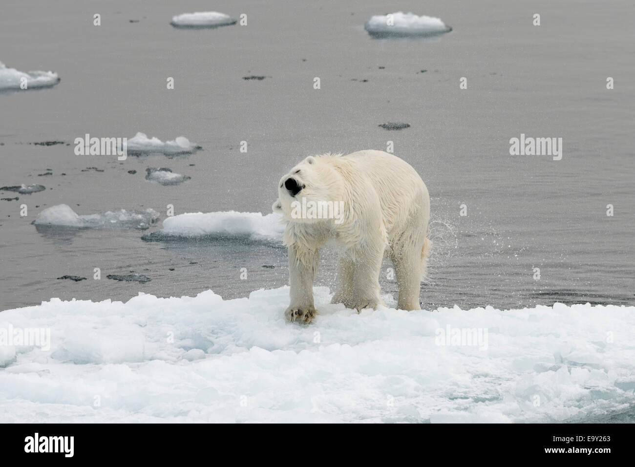 Polar Bear (Ursus maritimus) shaking off water on an ice floe, pack ice, Spitsbergen Island, Svalbard Archipelago Stock Photo