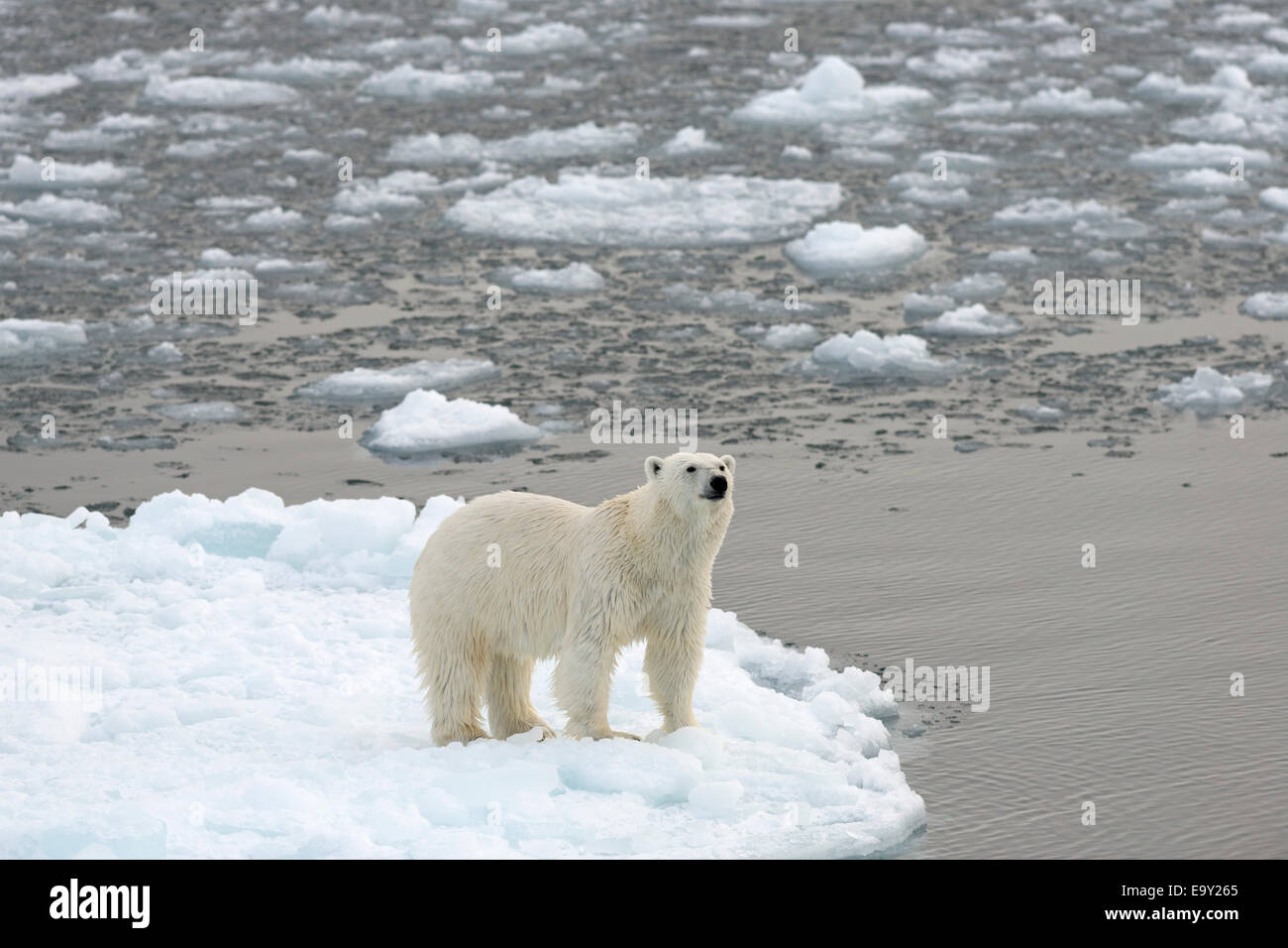 Polar Bear (Ursus maritimus) standing on pack ice, Spitsbergen Island, Svalbard Archipelago, Svalbard and Jan Mayen, Norway Stock Photo