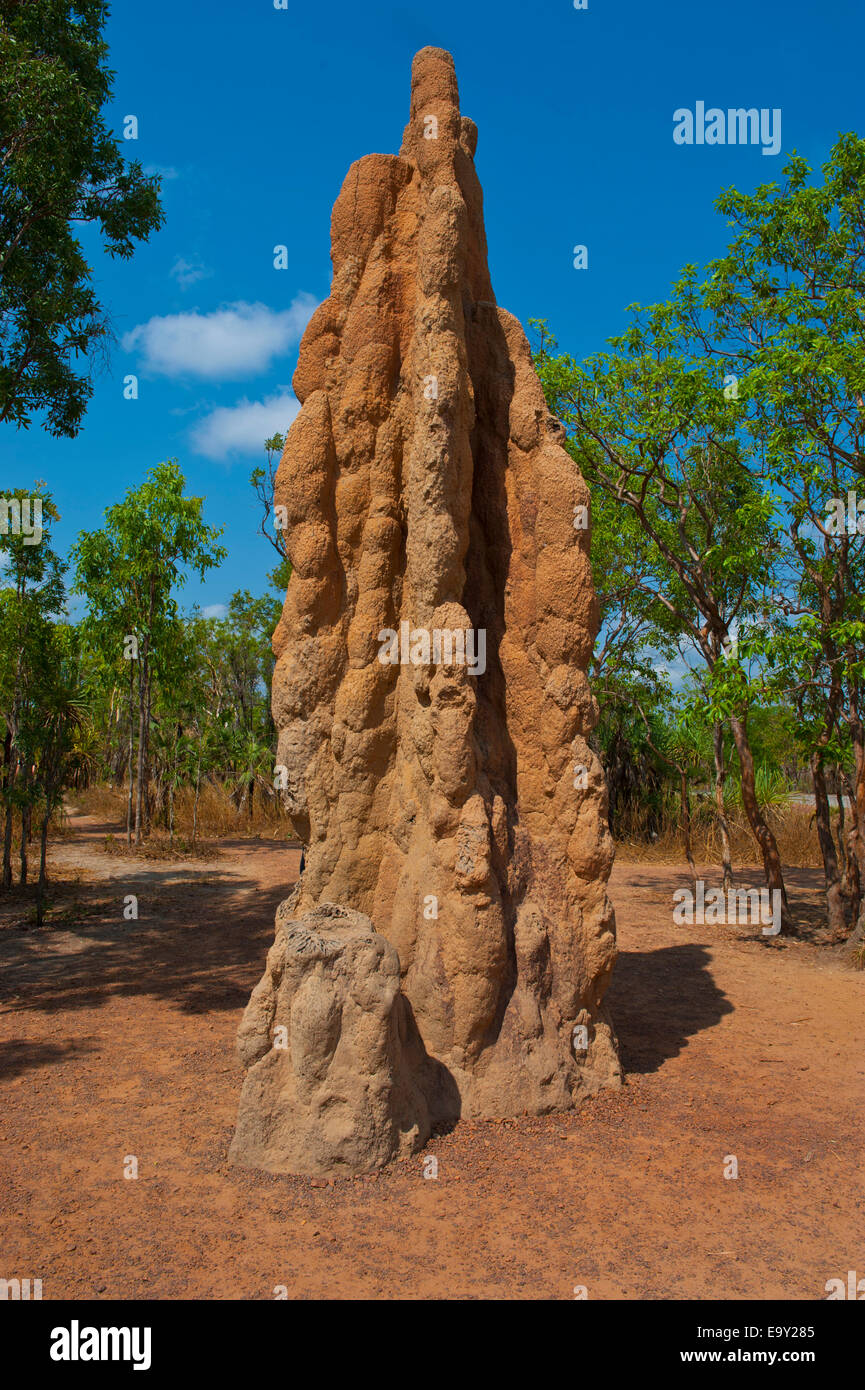 Termite mound in the Litchfield National Park, Northern Territories, Australia Stock Photo