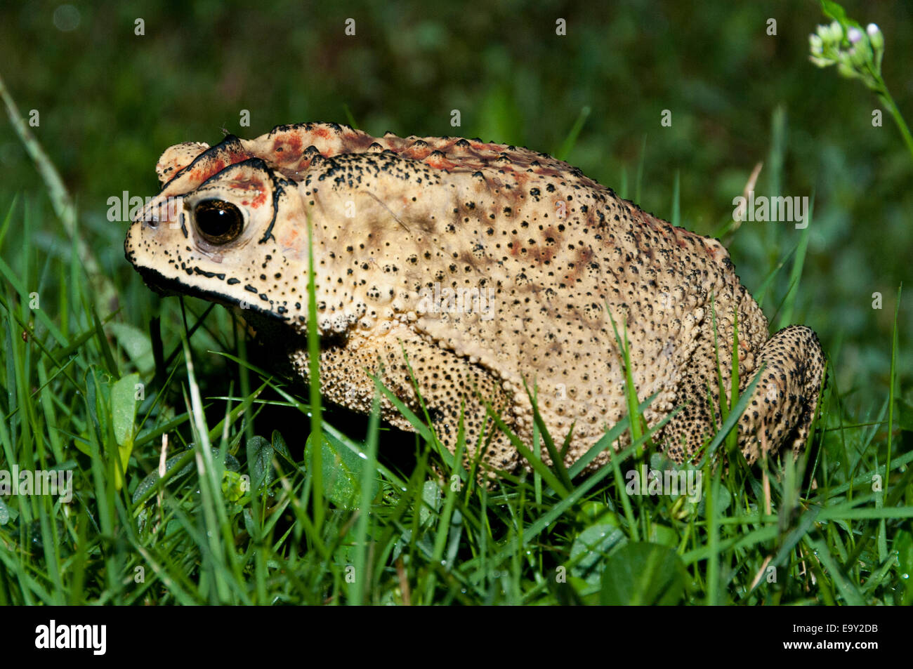 Asian common toad in grass Stock Photo