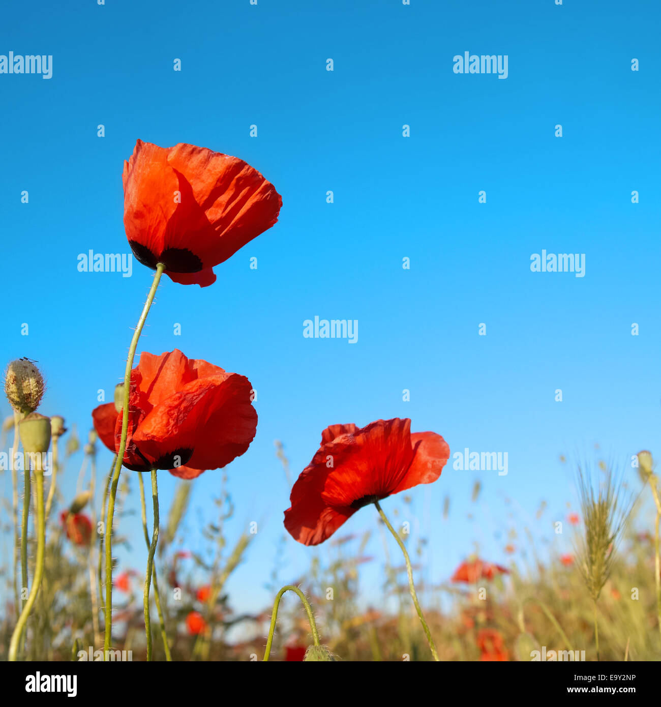 Beautiful red poppies on the blue sky background Stock Photo - Alamy