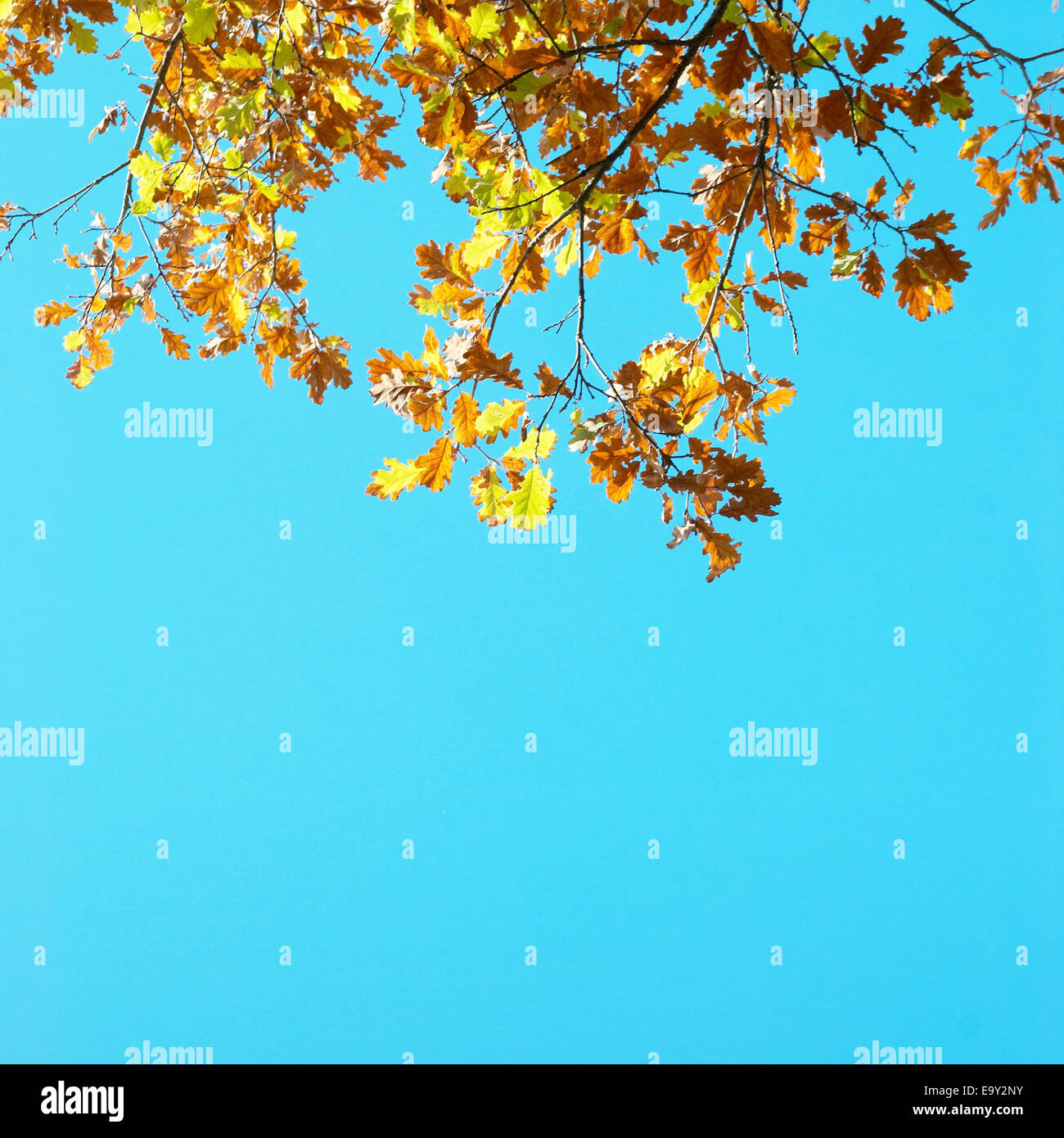 Autumn leaves with the blue sky background Stock Photo - Alamy