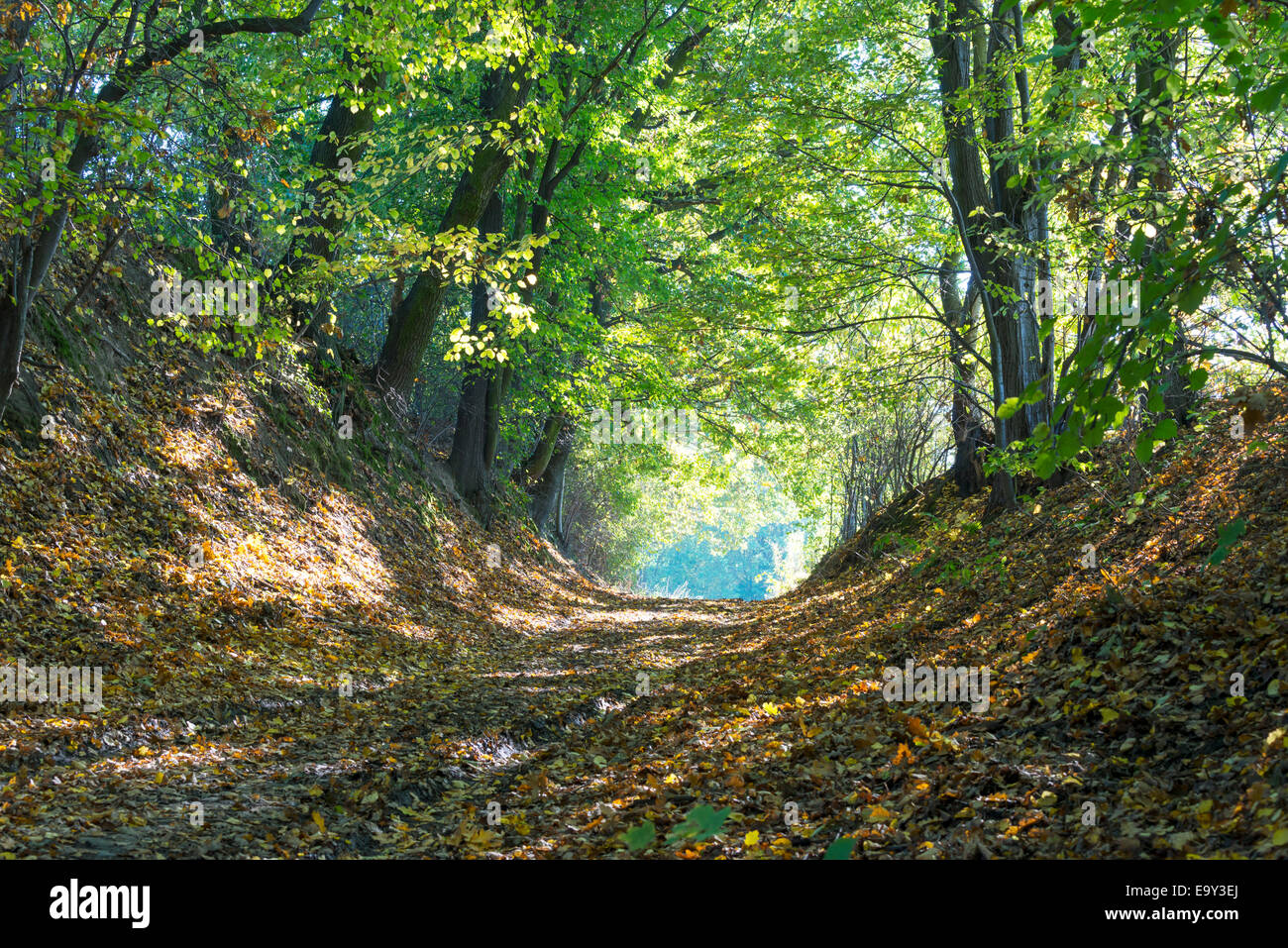 Forest path in autumn Stock Photo - Alamy