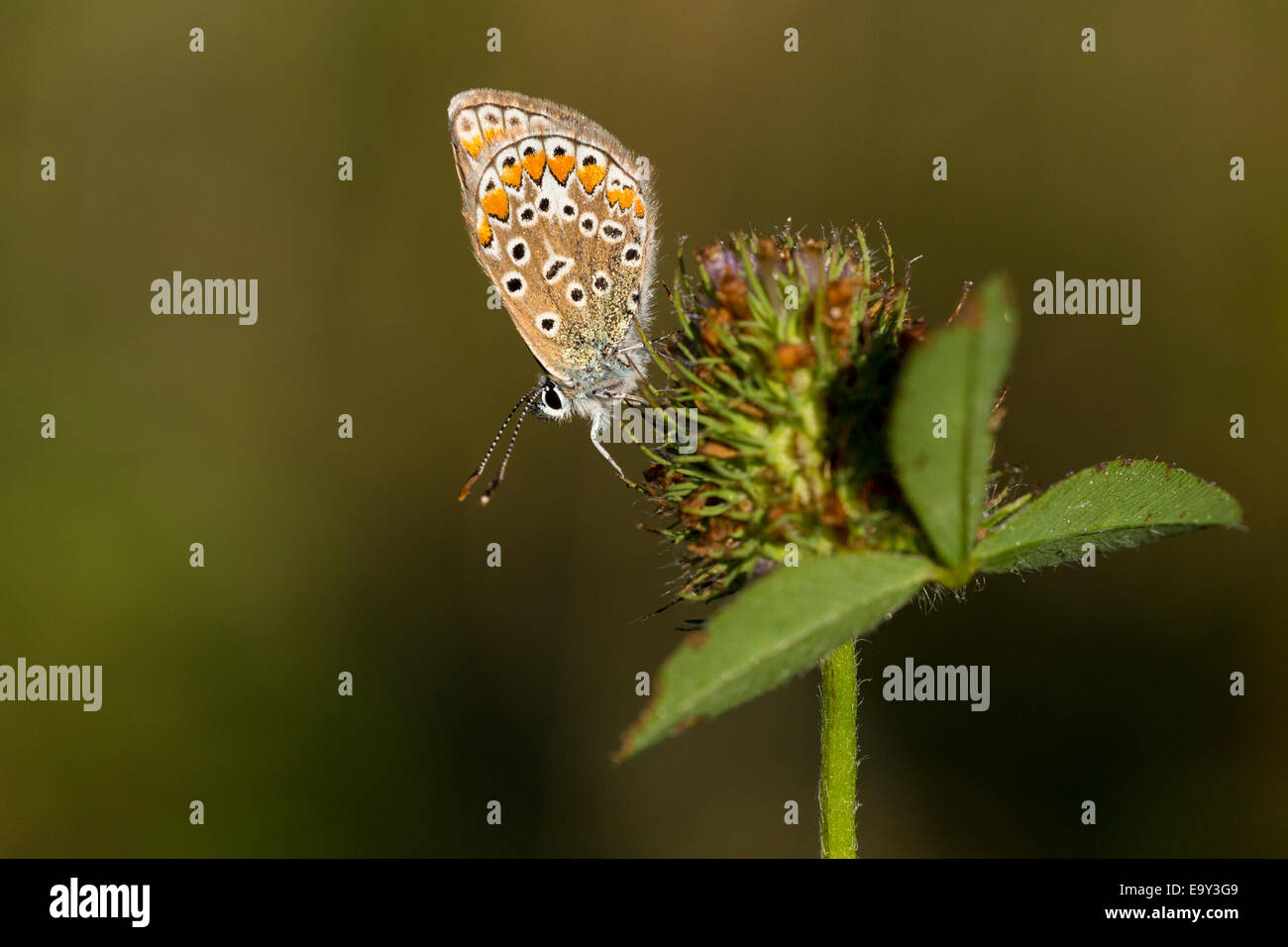 Common blue butterfly (Polyommatus icarus) in dew Stock Photo