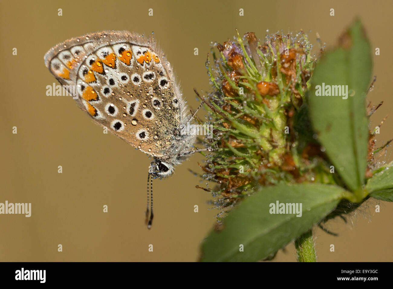 Common blue butterfly (Polyommatus icarus) in dew Stock Photo