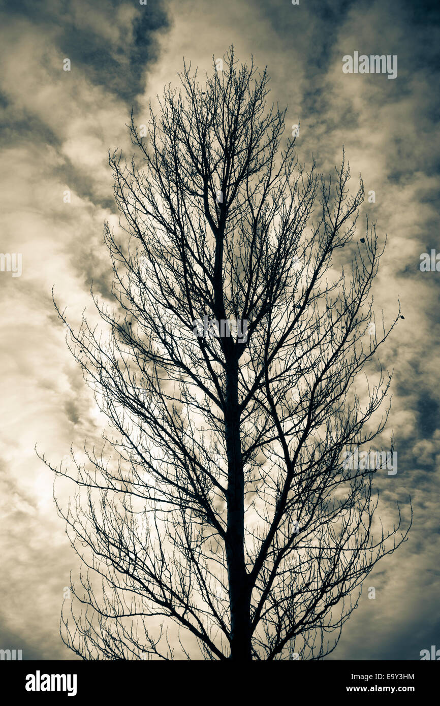 Bare tree in winter against sky background Stock Photo - Alamy