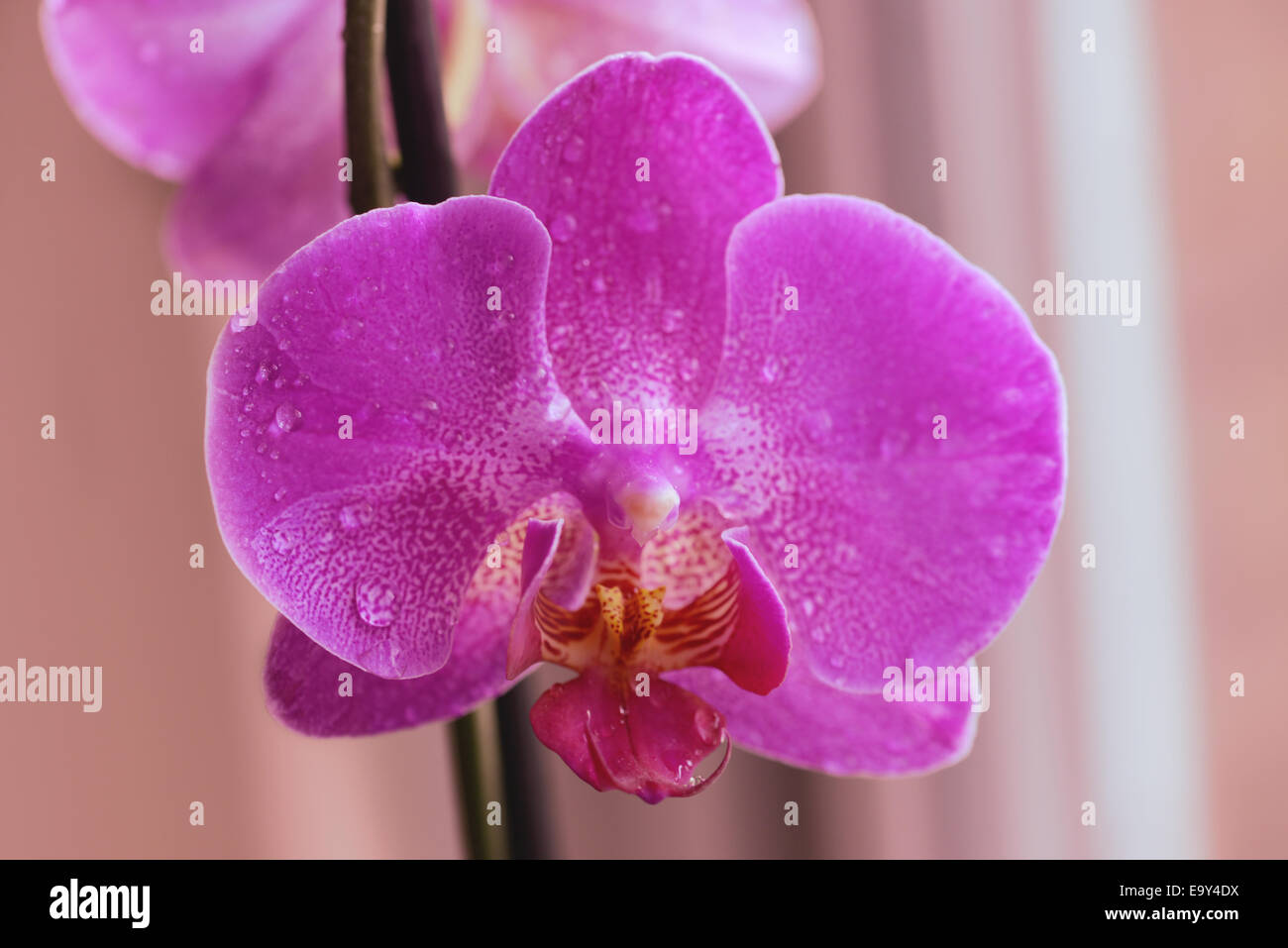 Pink orchid blossom Stock Photo Alamy
