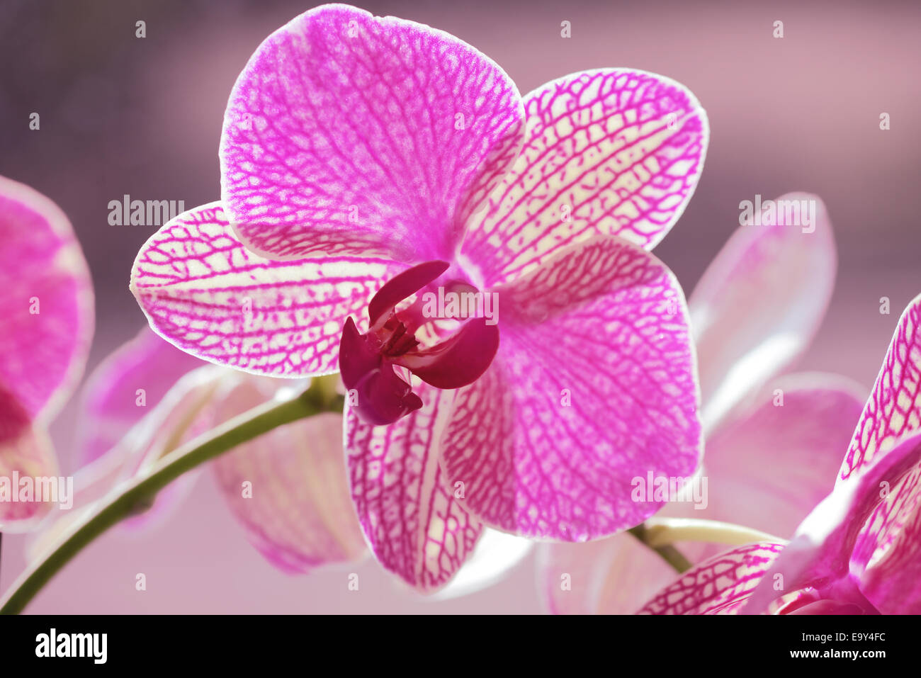 Pink orchid blossom Stock Photo Alamy