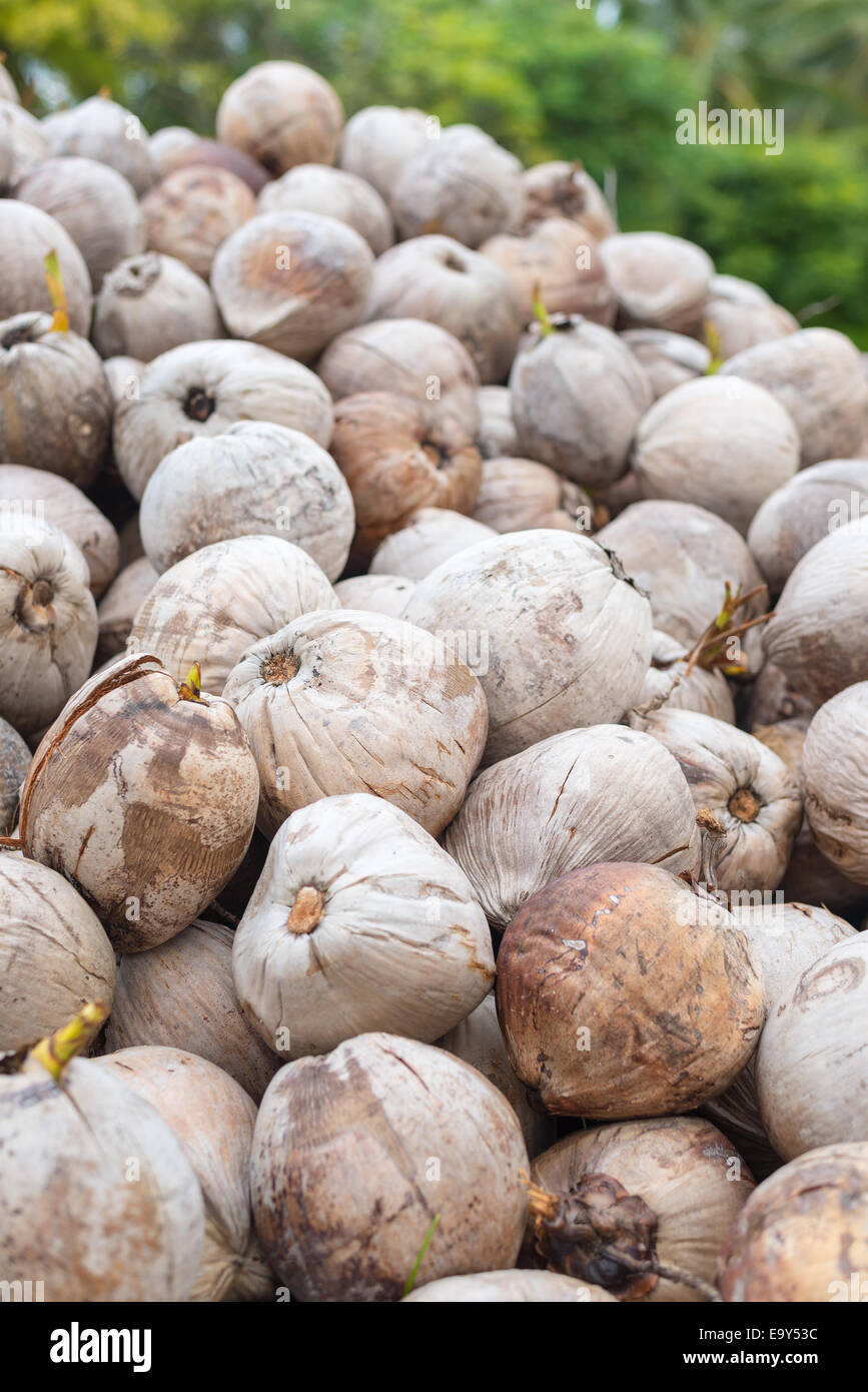 Heap of ripe coconut in south east asian market. Selective focus Stock ...