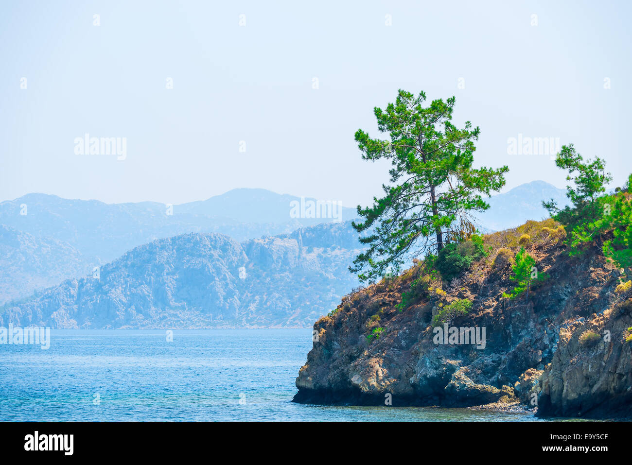 lush pine growing on the rocks by the sea Stock Photo - Alamy