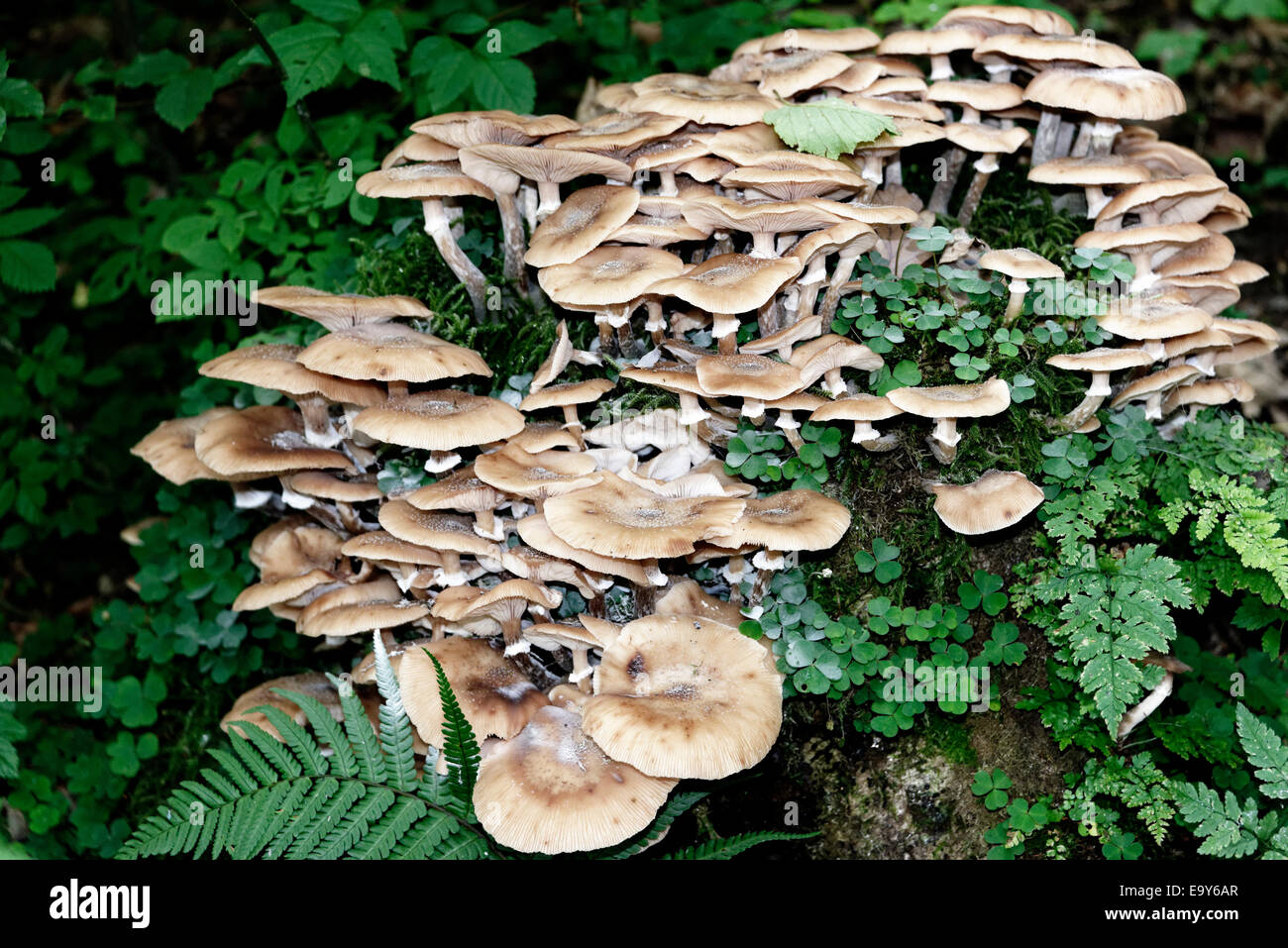 A trooping group of woodland fungi, Grasmere, Lake District, Cumbria, England Stock Photo