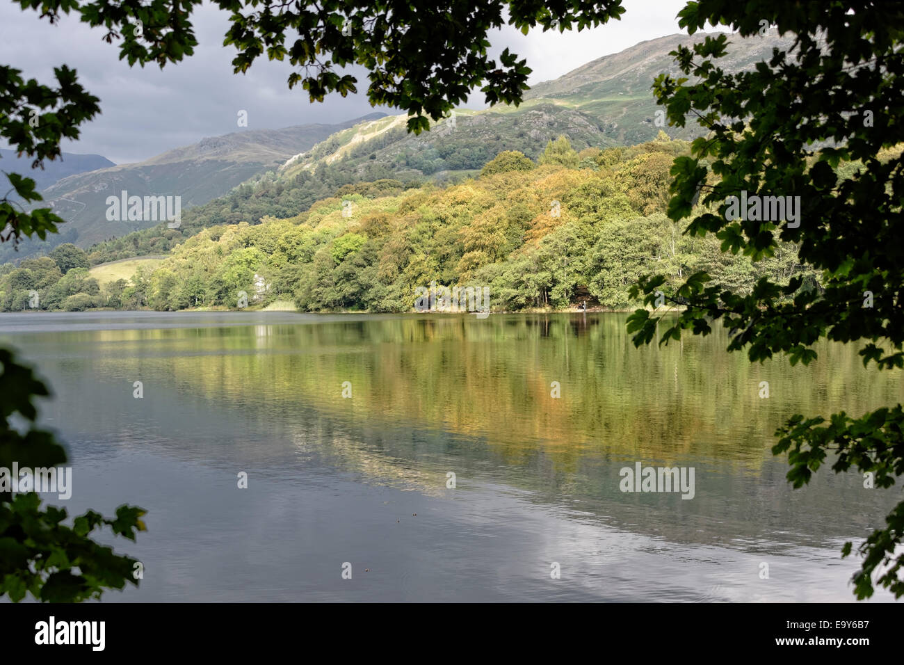 Early autumn colours reflected in Lake Grasmere, Lake District National Park, Cumbria, England Stock Photo