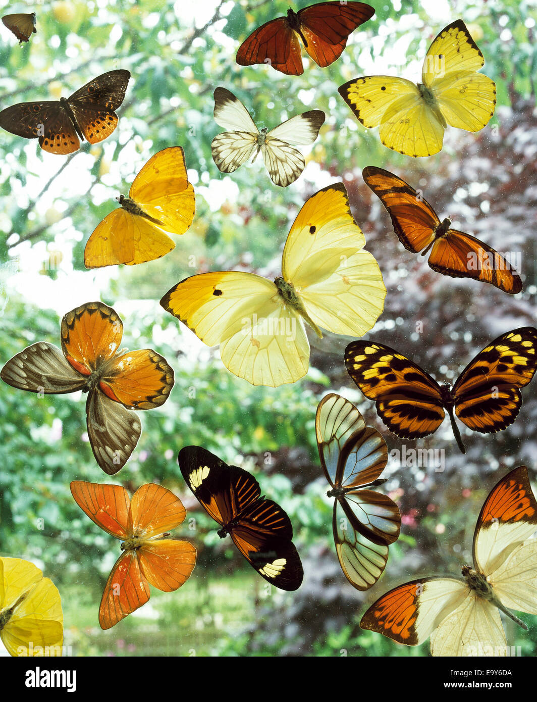 various butterflies Stock Photo