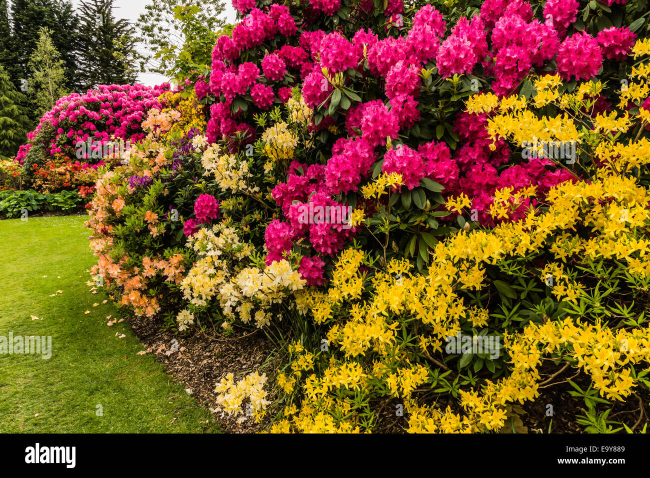 Yellow azaleas and pink rhododendrons in a border. Stock Photo