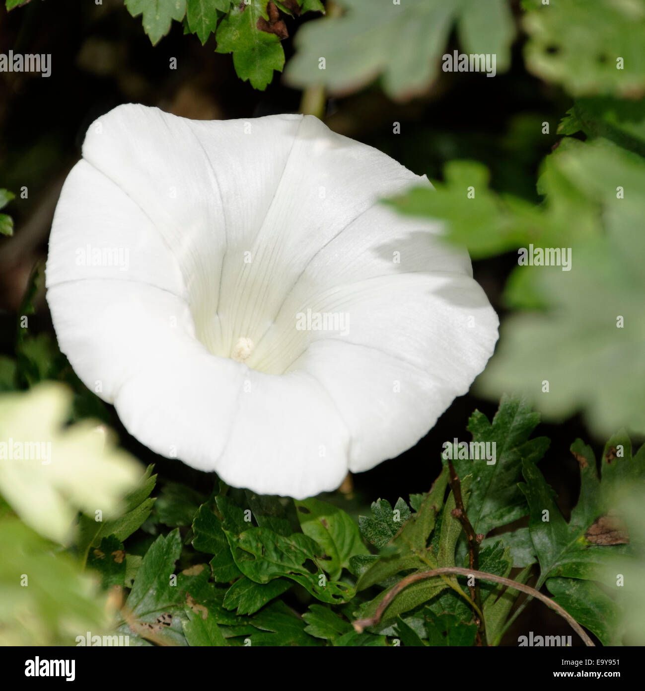 The attractive white trumpet of Convolvulus arvensis in Autumn sunlight, Yorkshire, England Stock Photo