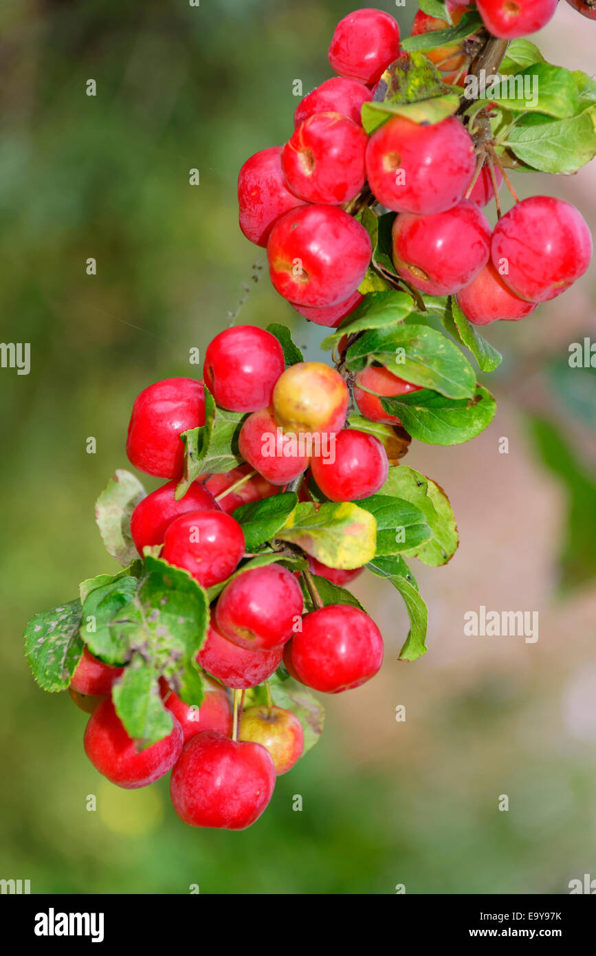 A heavy hanging cluster of crabapples, Autumn, Yorkshire, England Stock ...