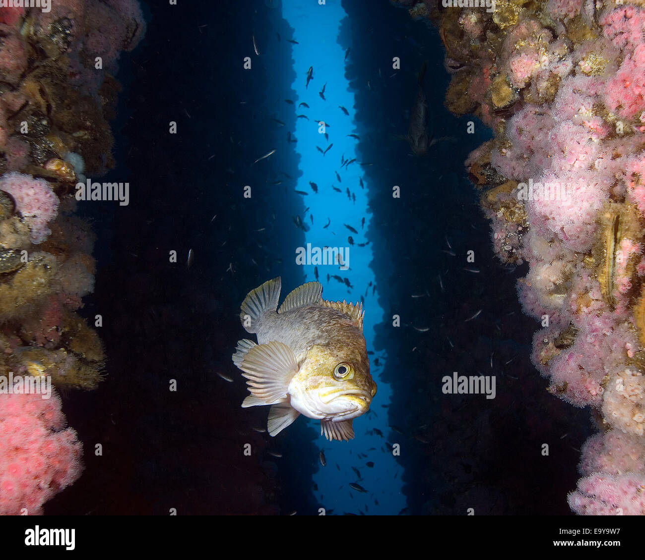 Rock fish underwater at Oil Rig Platform Stock Photo Alamy