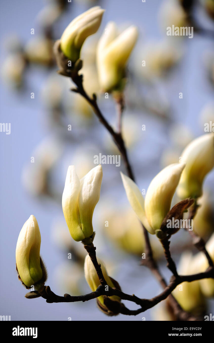 Planting a magnolia tree hi-res stock photography and images - Alamy