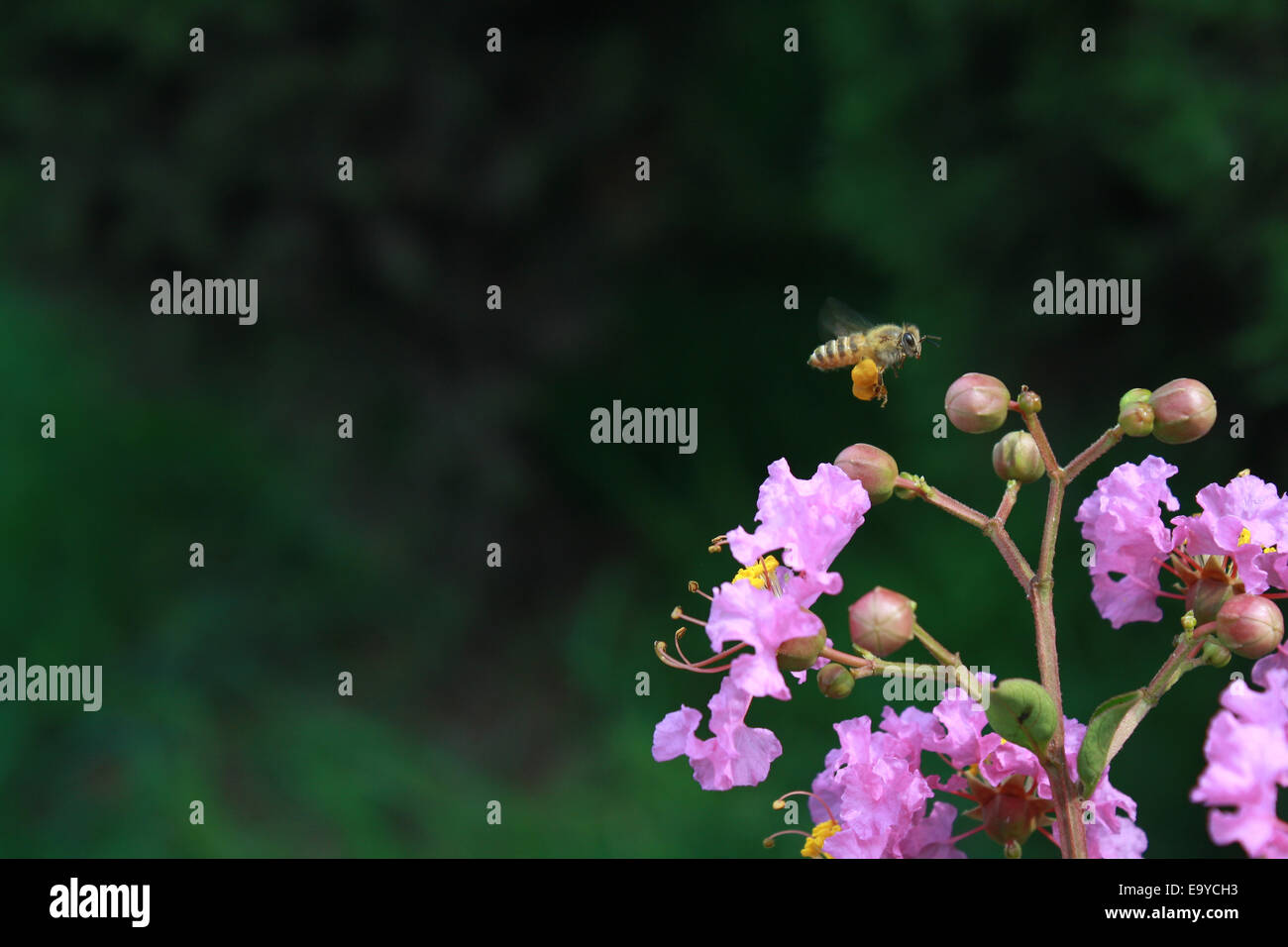 Bee pollen collected Stock Photo Alamy
