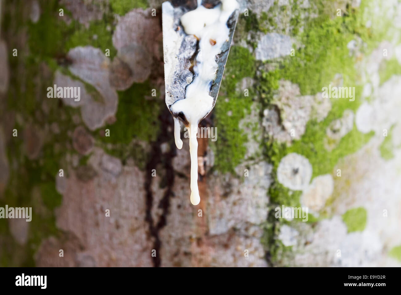 Latex being collected from a tapped rubber tree in a rubber tree