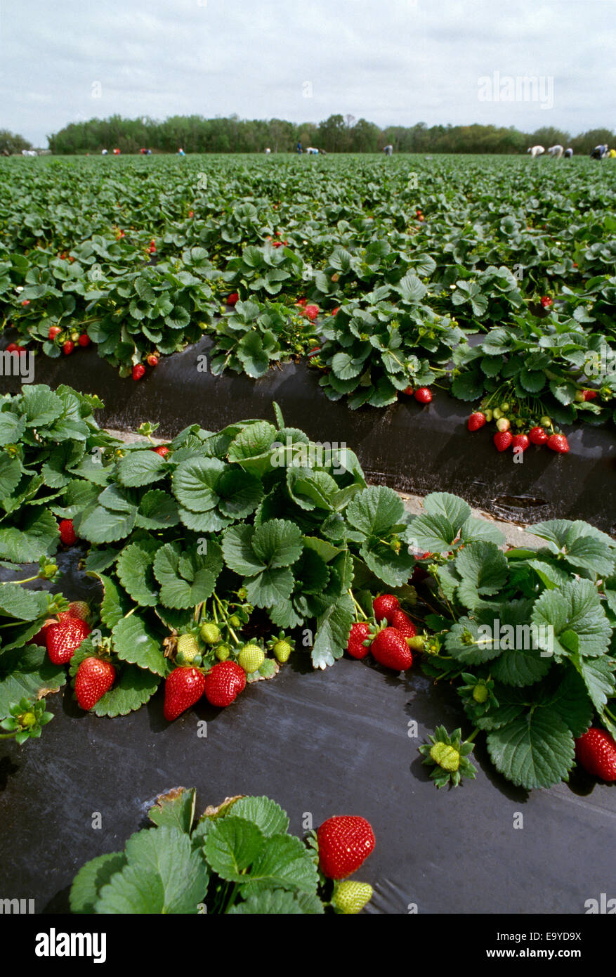 Agriculture - Strawberry fields with field workers harvesting in the background / Plant City, Florida, USA. Stock Photo