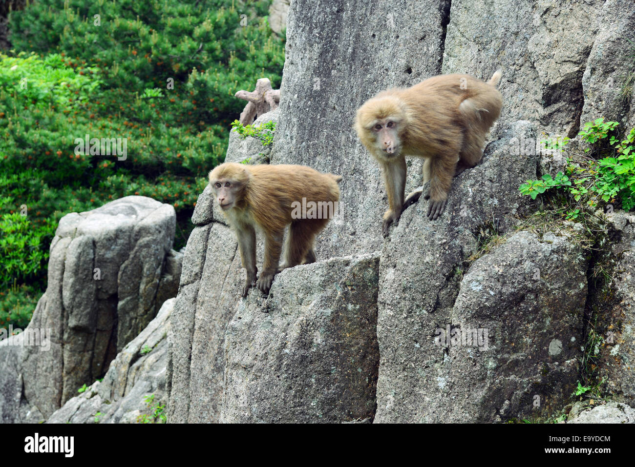 Macaques image hi-res stock photography and images - Alamy