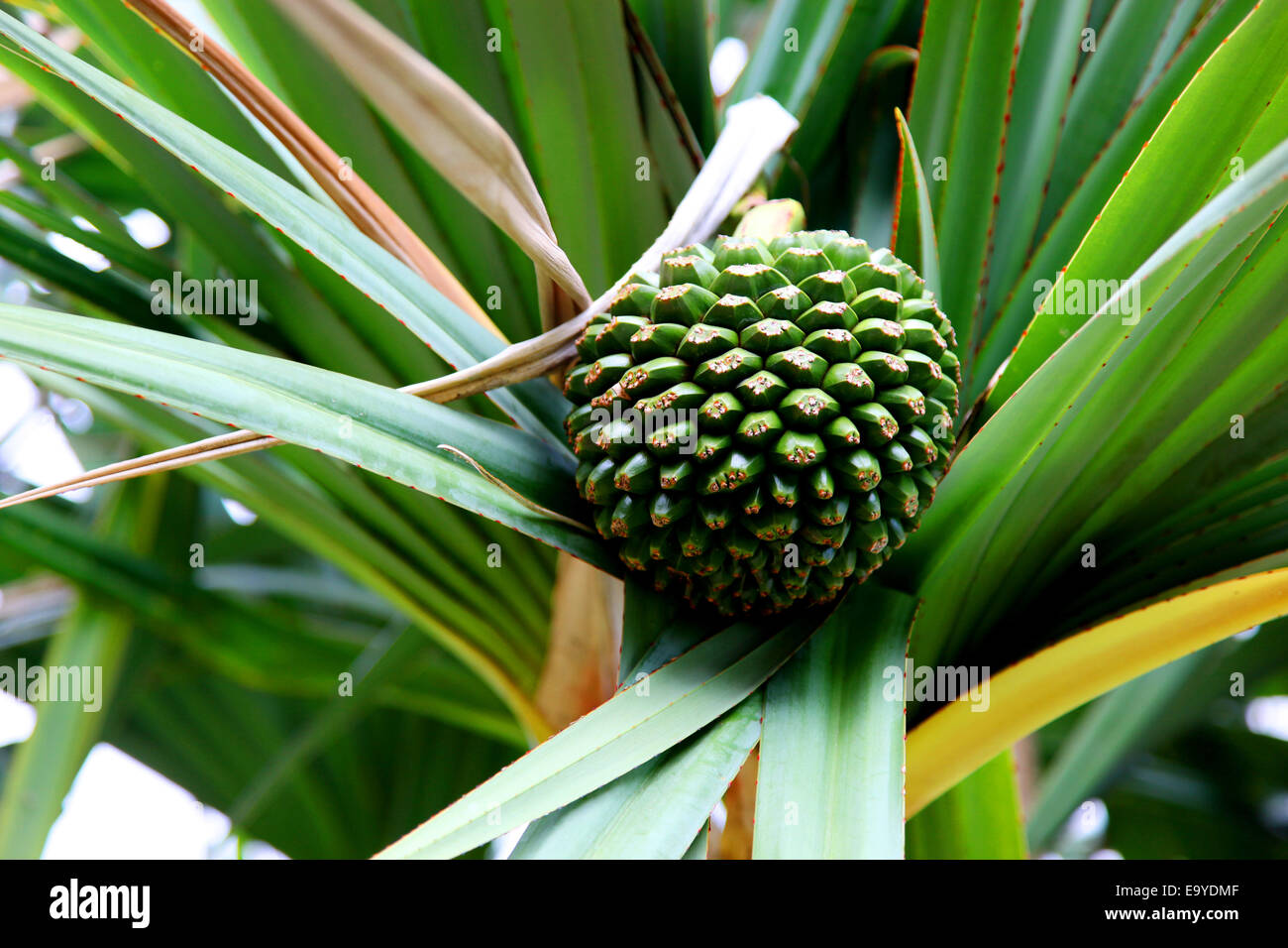 Tropical plants wild pineapple Stock Photo - Alamy