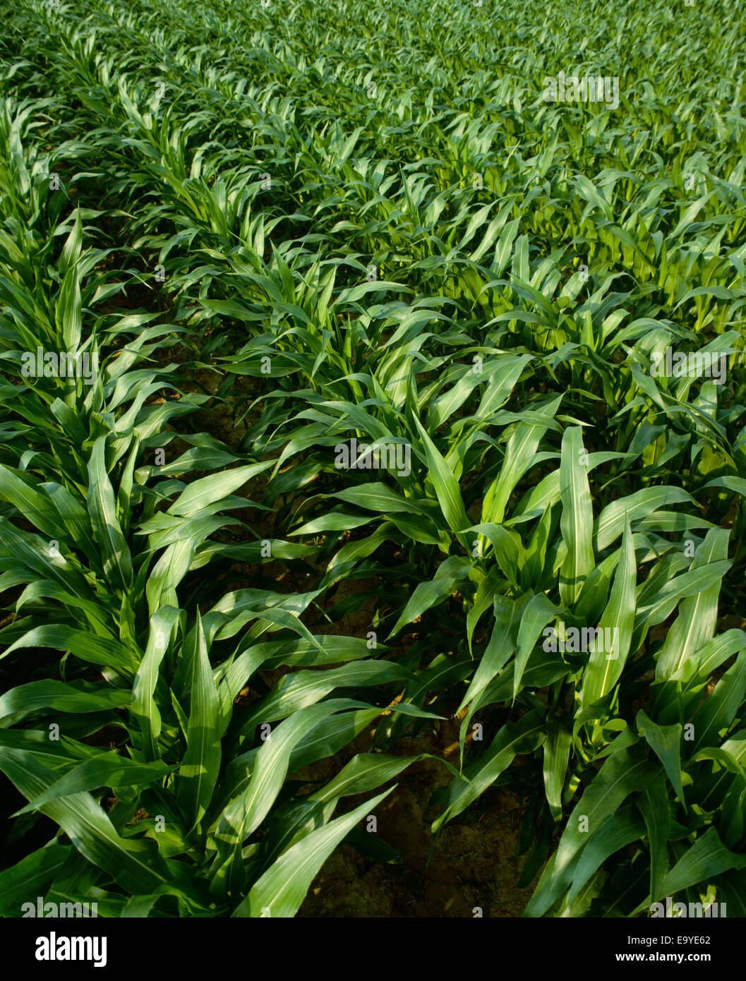 Agriculture Mid growth grain corn, pretassel stage / Tennessee, USA