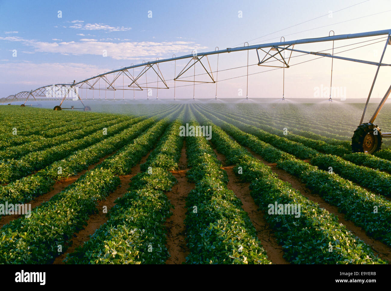 Agriculture Center pivot irrigation on a mid growth peanut field