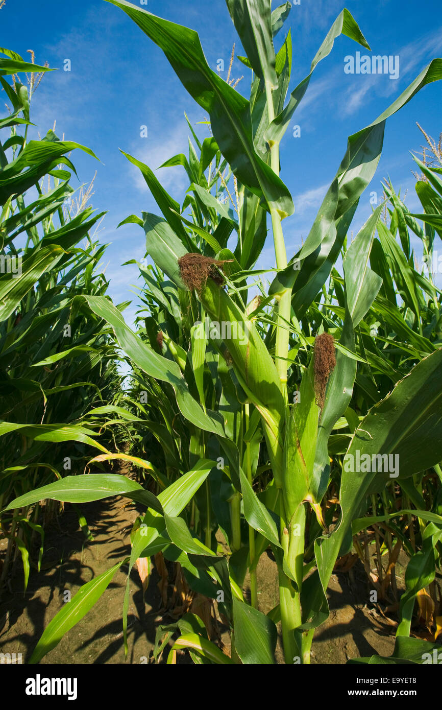 Grain fill hires stock photography and images Alamy