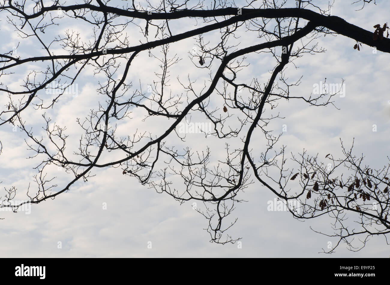 tree branches silhouettes against sky Stock Photo - Alamy