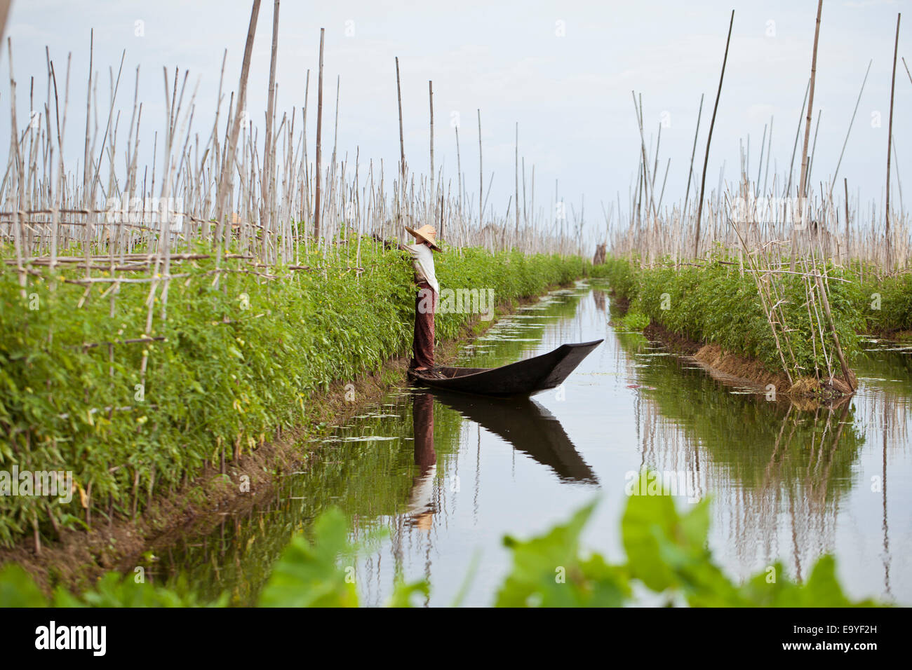 Inle Lake tomato garden Stock Photo Alamy