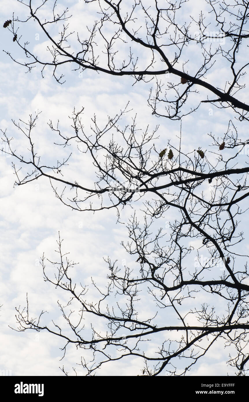 tree branches silhouettes against sky Stock Photo - Alamy