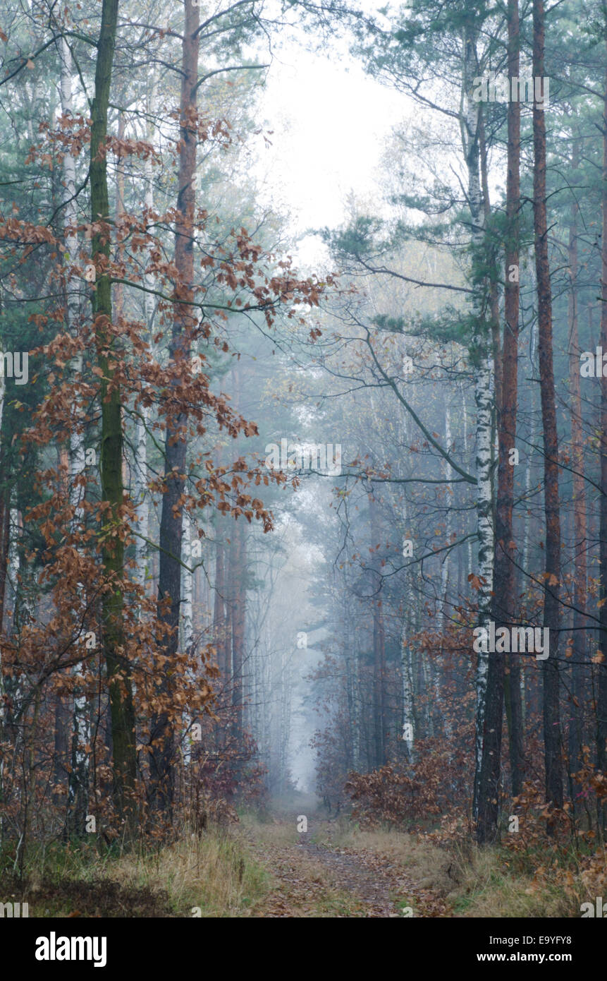 footpath in autumn forest on foggy morning Stock Photo - Alamy