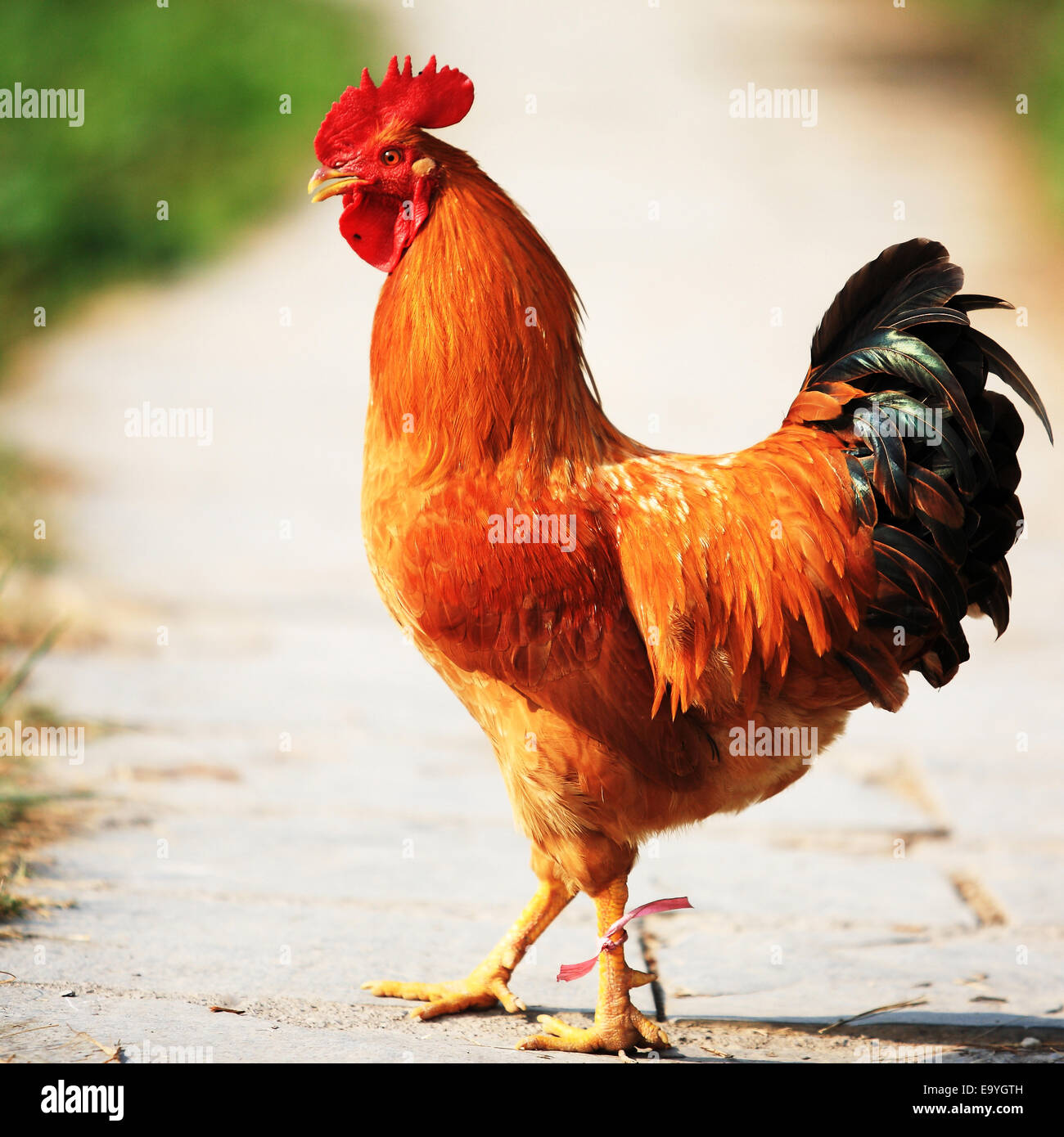 Rooster Look Back Side view rooster hi-res stock photography and images - Alamy