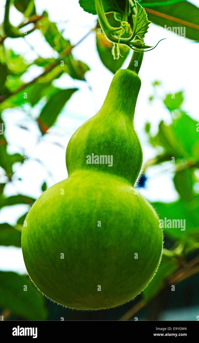Hanging gourds hires stock photography and images Alamy