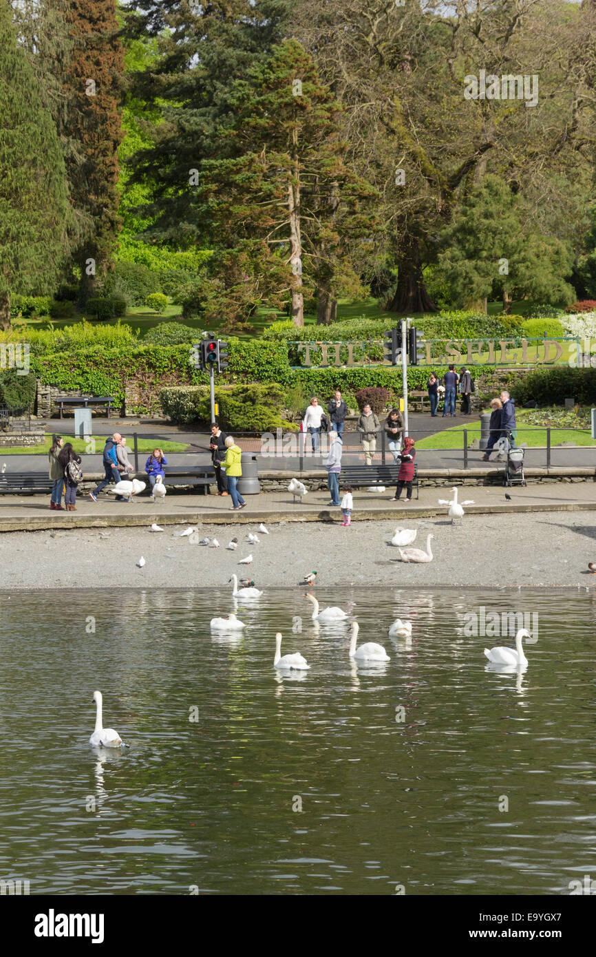 A sunny interval bathes the swans and visitors on the shoreline of Lake Windermere at Bowness Promenade, Bowness-on-Windermere. Stock Photo